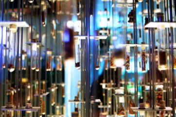 Из бюджета начнут раздавать субсидии виноградарям и селекционерам